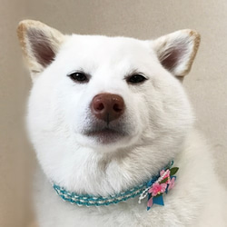 ★セミオーダー★桜チョーカー【飾り付】大型犬用 10枚目の画像