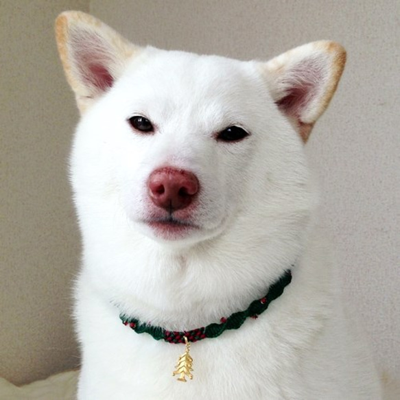 ★セミオーダー★クリスマスチョーカー【キラキラコンビ】小型～中型犬用 5枚目の画像