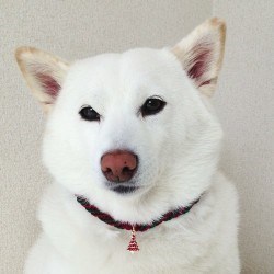 ★セミオーダー★クリスマスチョーカー【シンプル】大型犬用 5枚目の画像