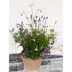 レプトスペルマムとハッピーベリーを使った大人可愛い寄せ植え【送料