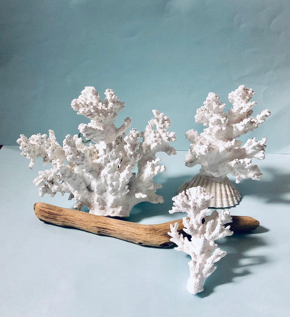 3つSET :-) アイランドブリーズ★コーラル シェル カードスタンド coral shell 5枚目の画像