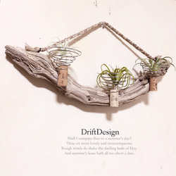 ～Drift Design～　希少味わい流木のお洒落な多用途３連コルクホルダー　エアプランツ　造花　植物　インテリア 1枚目の画像