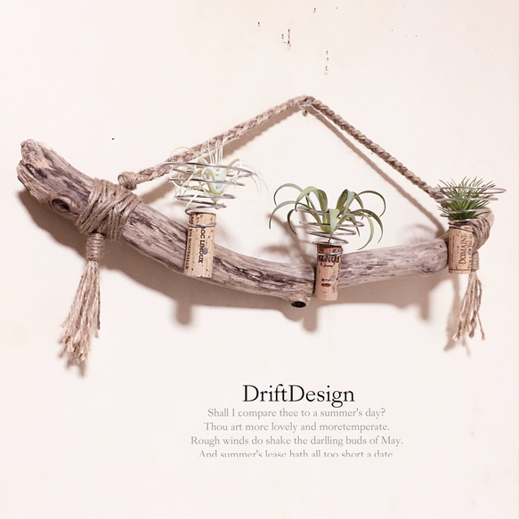 ～Drift Design～　味わい流木のお洒落な多用途３連コルクホルダー　エアプランツ　造花　インテリア　ディスプレイ 2枚目の画像