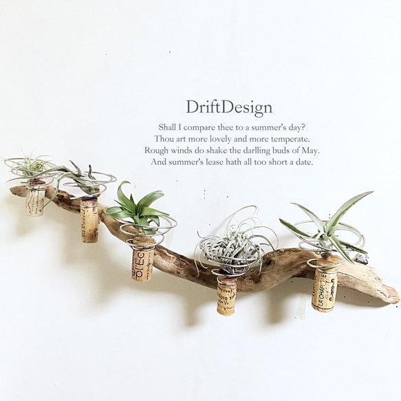 ～Drift Design～　流木のお洒落な多用途ホルダー　エアプランツ　多肉植物　サボテン　インテリア 1枚目の画像