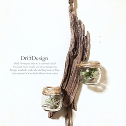 ～Drift Design～　流木のお洒落な２連多用途ホルダー　ブルックリン　エアプランツ　多肉植物　サボテン 1枚目の画像