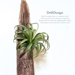 ～Drift Design～　流木と造花のお洒落な壁掛けインテリア　カリフォルニアスタイル　ロンハーマン　男前インテリア 2枚目の画像