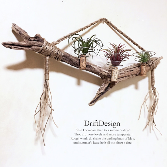 ～Drift Design～　味わい流木のお洒落な多用途３連ホルダー　エアプランツ　造花　観葉植物　インテリア 1枚目の画像