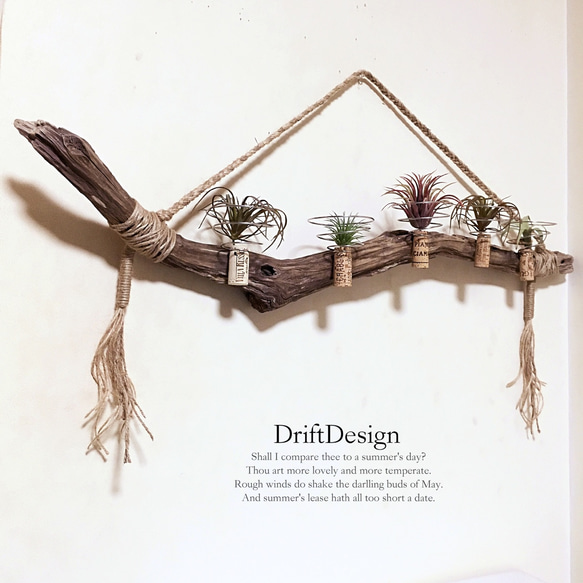 ～Drift Design～　大型大きめ流木のお洒落な多用途５連ホルダー　エアプランツ　造花　観葉植物 1枚目の画像