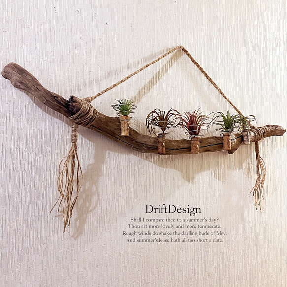 ～Drift Design～　大きめ味わい流木のお洒落な多用途５連コルクホルダー　エアプランツ　造花 1枚目の画像