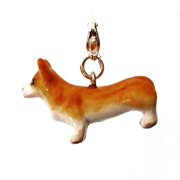 Corgi 第1張的照片