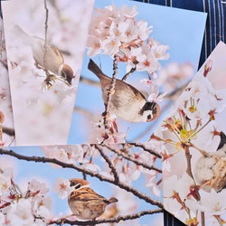 すずめポストカード～桜 1枚目の画像