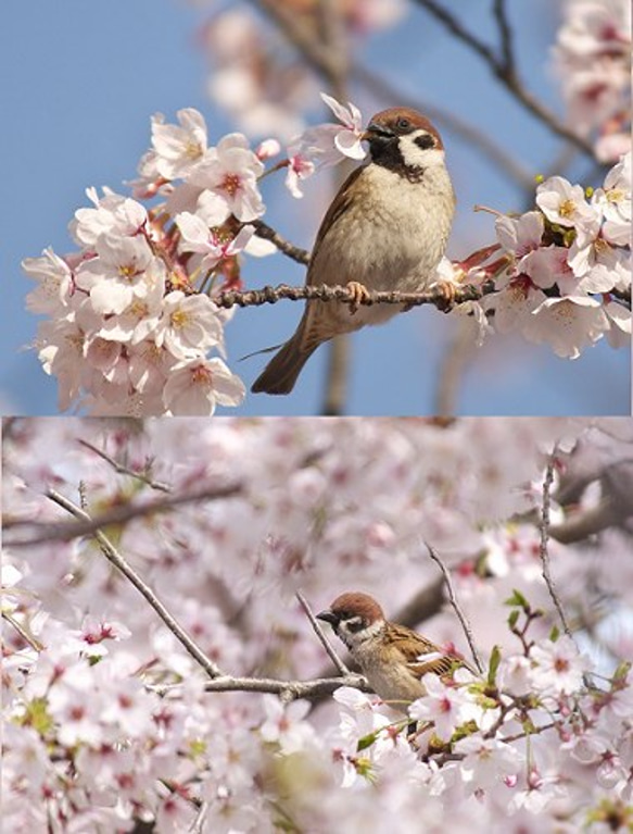 すずめポストカード～桜 3枚目の画像