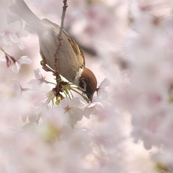 すずめポストカード～桜 4枚目の画像