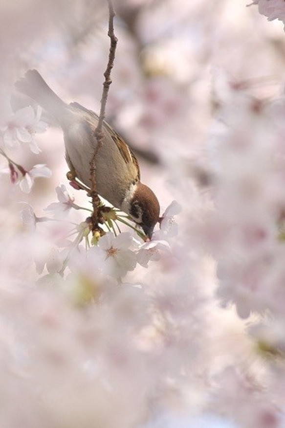 すずめポストカード～桜 4枚目の画像