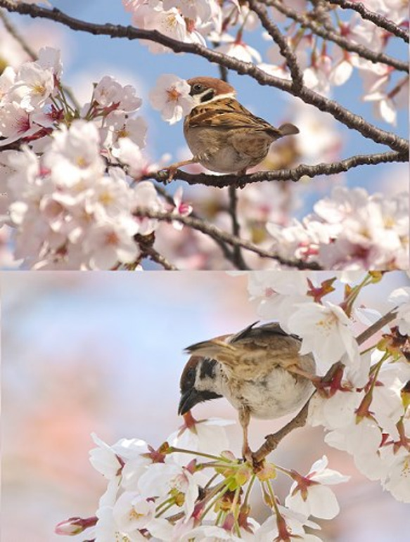 すずめポストカード～桜 5枚目の画像