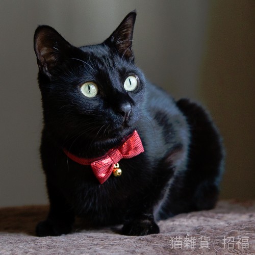 ひまわり様　demodeeチャーム　赤いリボンの 子　黒猫ちゃん付 ジジの赤いリボン クリスマス マジックテープ仕様－鈴付 リード・首輪