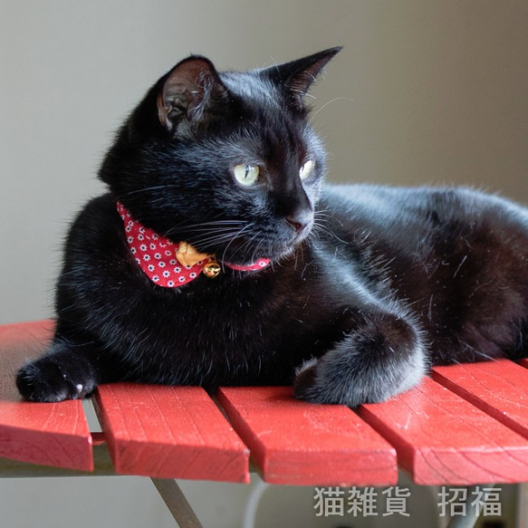 貓領領型 - 無錫 第3張的照片
