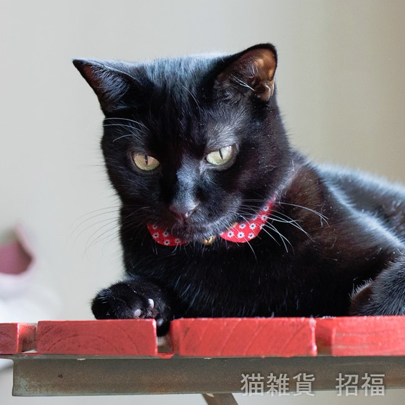 貓領領型 - 無錫 第4張的照片