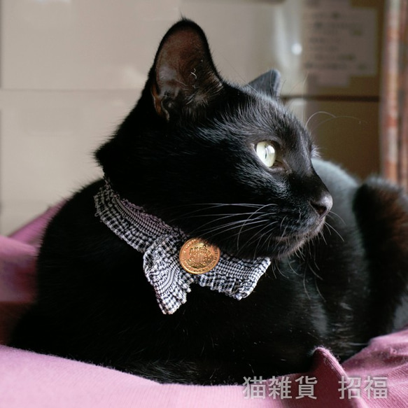貓領色帶（黑色）大小順序免費的！ 第5張的照片