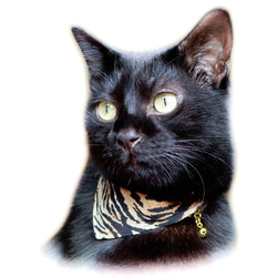 貓項圈“頭巾+安全帶”2件套帶安全扣 第2張的照片