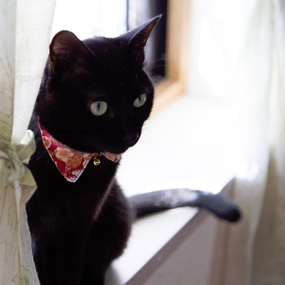 衣領搭配貓領項圈，安全扣尺寸可調 第4張的照片
