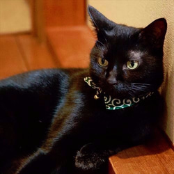 貓領，日式領，帶安全扣，尺寸可調 第5張的照片
