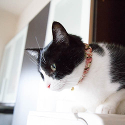 Cat Collar Scrunchie 從小貓到成年貓，您可以從大量尺寸中進行選擇！ 第4張的照片