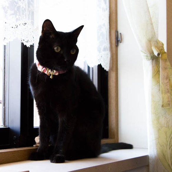 Cat Collar Scrunchie 從小貓到成年貓，您可以從大量尺寸中進行選擇！ 第6張的照片