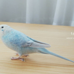 ta様専用ページ◯オーダーセキセイインコ◯ 7枚目の画像