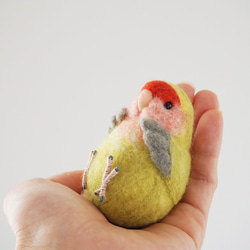 T様オーダー品◯まんぷくワカケインコ&鉛筆にとまる胡錦鳥◯ 3枚目の画像