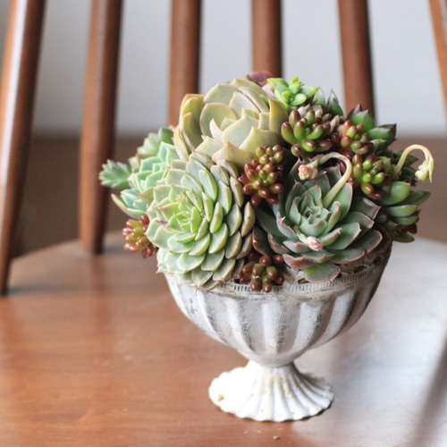 その他多肉植物 mi_na_1208 vlog337】【多肉植物】大きくなってきた葉挿し苗を植え替え🪴多頭の苗