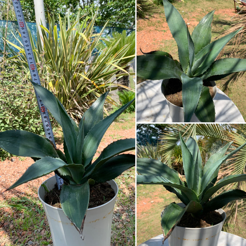 ヤシモドキ 大きい アガベ 観葉植物 南国 【公式通販】