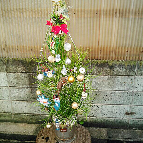ぶきうき 様 (購入済み) ミルクブッシュ/ クリスマスツリー確認用 