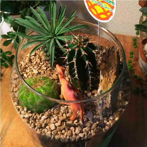 希少 植物(多肉食物) パイナップルコーン/ 多肉植物/サボテン園 その他