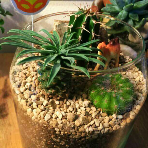 希少 植物(多肉食物) パイナップルコーン/ 多肉植物/サボテン園 その他