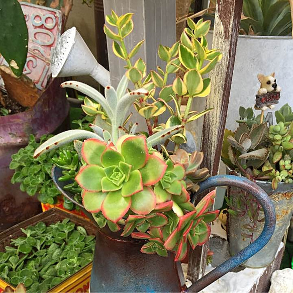ジャンクガーデン/ シャビー ピッチャー/ 多肉植物 寄せ植え 