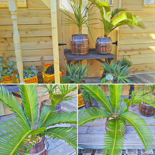 ✢fome九十九里浜✢ 南国植物 《ソテツ》 樽型プランター (M-1