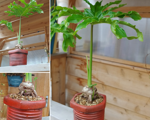 ✢fome九十九里浜✢ 南国植物 （子株セローム④） ボルト型プランター