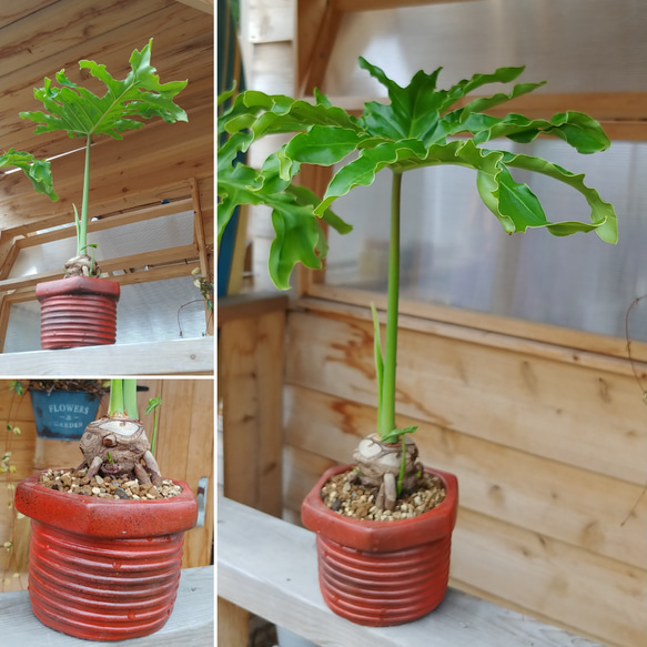 セローム 観葉植物 プラント セローム 観葉植物」の人気商品一覧 | 安い商品を通販サイトから探す