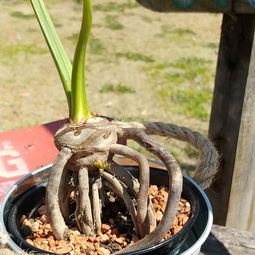 ✢fome九十九里浜✢ 南国植物 （子株セローム③） バケツ型プランター