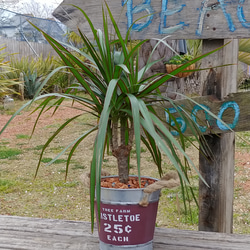 ✢fome九十九里浜✢
南国植物 （ドラセナ・コンシンネ）
バケツ型プランター（ラシット）
観葉植物
#店舗什器 1枚目の画像