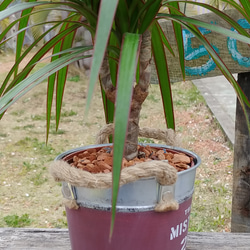 ✢fome九十九里浜✢
南国植物 （ドラセナ・コンシンネ）
バケツ型プランター（ラシット）
観葉植物
#店舗什器 4枚目の画像