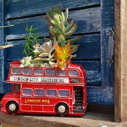 ✢fome九十九里浜✢ クラシック ロンドンバス/ ディスプレイ プランター/ 《多肉植物/寄植え》 #店舗什器 UK 7枚目の画像