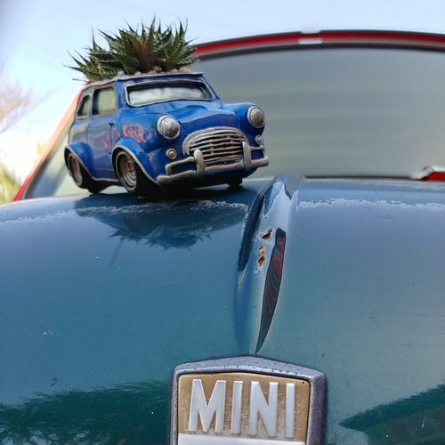 ✢fome九十九里浜✢ クラシック ミニクーパー/ Mini ディスプレイ 