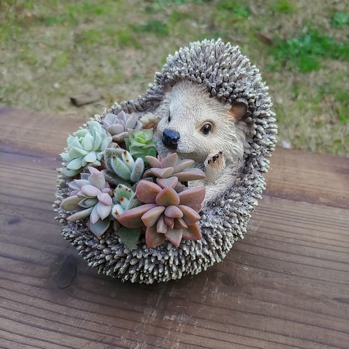 ★このまま飾れる★多肉植物 寄せ植え 手作り木製ハリネズミちゃんプランター寄せ ♡多肉植物♡ハリネズミ小♡そのまま飾れる寄せ植え♡ 多肉植物