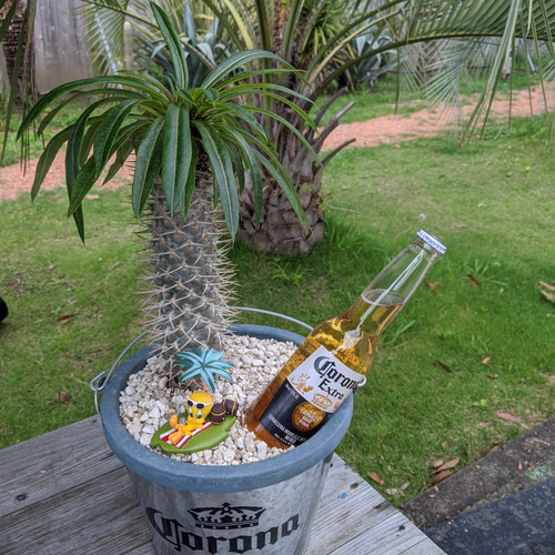 ✢fome九十九里浜✢ Corona Extra （コロナビール） 南国 ディスプレイ