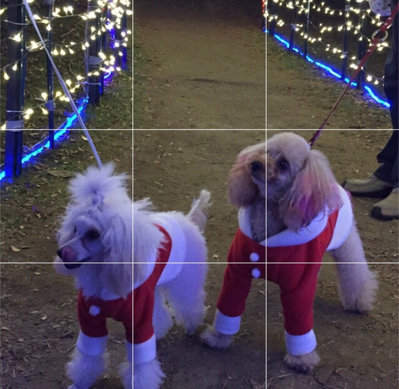 サンタ服 犬服オーダークリスマス 4枚目の画像