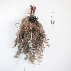 針葉樹が香るフレッシュグリーンスワッグ・まるで森散歩／ドライになるよ／クリスマス＆お正月にもどうぞ。 5枚目の画像