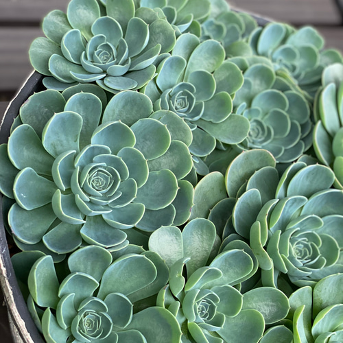 多肉植物 七福神 大鉢作り 多肉植物 多肉植物のいえ 通販 12721072