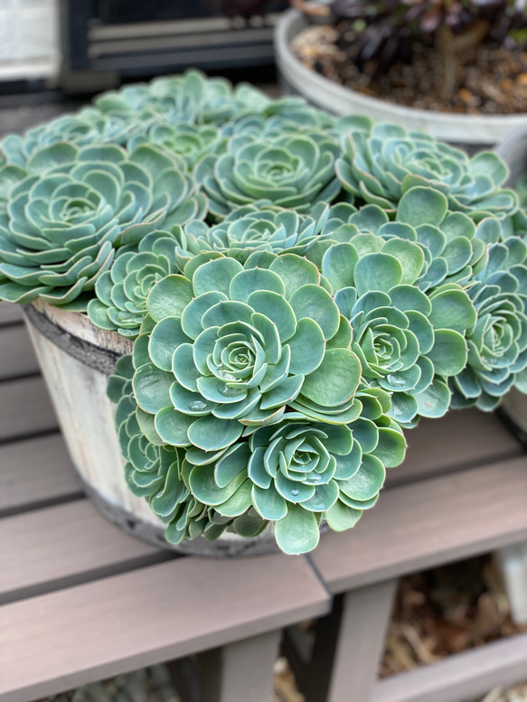 ❣️多肉植物 ❣️七福神大鉢作り❣️値下げします❣️ 多肉植物